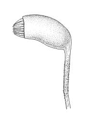 Brachythecium paradoxum, capsule and upper seta. Drawn from J. Lewinsky 74-500, CHR 240407.
 Image: R.C. Wagstaff © Landcare Research 2019 CC BY 3.0 NZ